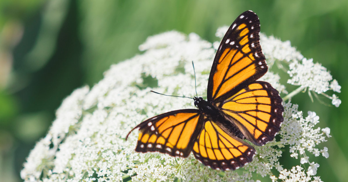 Monarch Butterfly Feature Resized.jpg (164.7KB; 1200x630 pixels)